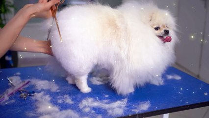 Adorable White Puppy Spa Pamper Your Furry Friend