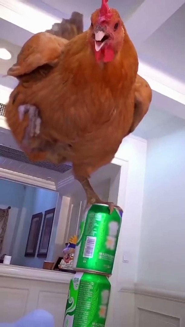 ⁣Cute Cats & Funny Cats  #cats #viral