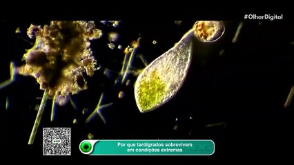 Por que tardígrados sobrevivem em condições extremas