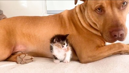 Pittie Is Terrified Of Kittens