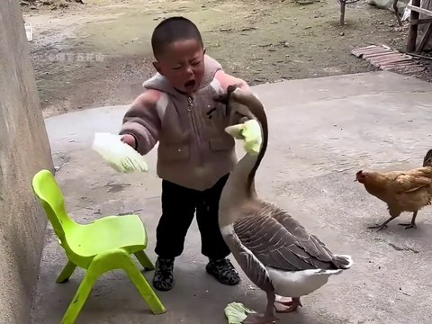 人鹅大战搞笑名场面，大鹅村霸不是白叫的,農村惡霸之首 The famous and funny scene of the human-goose battle, Big Goose is not called the village bully for nothing, he is the leader of rural bullies