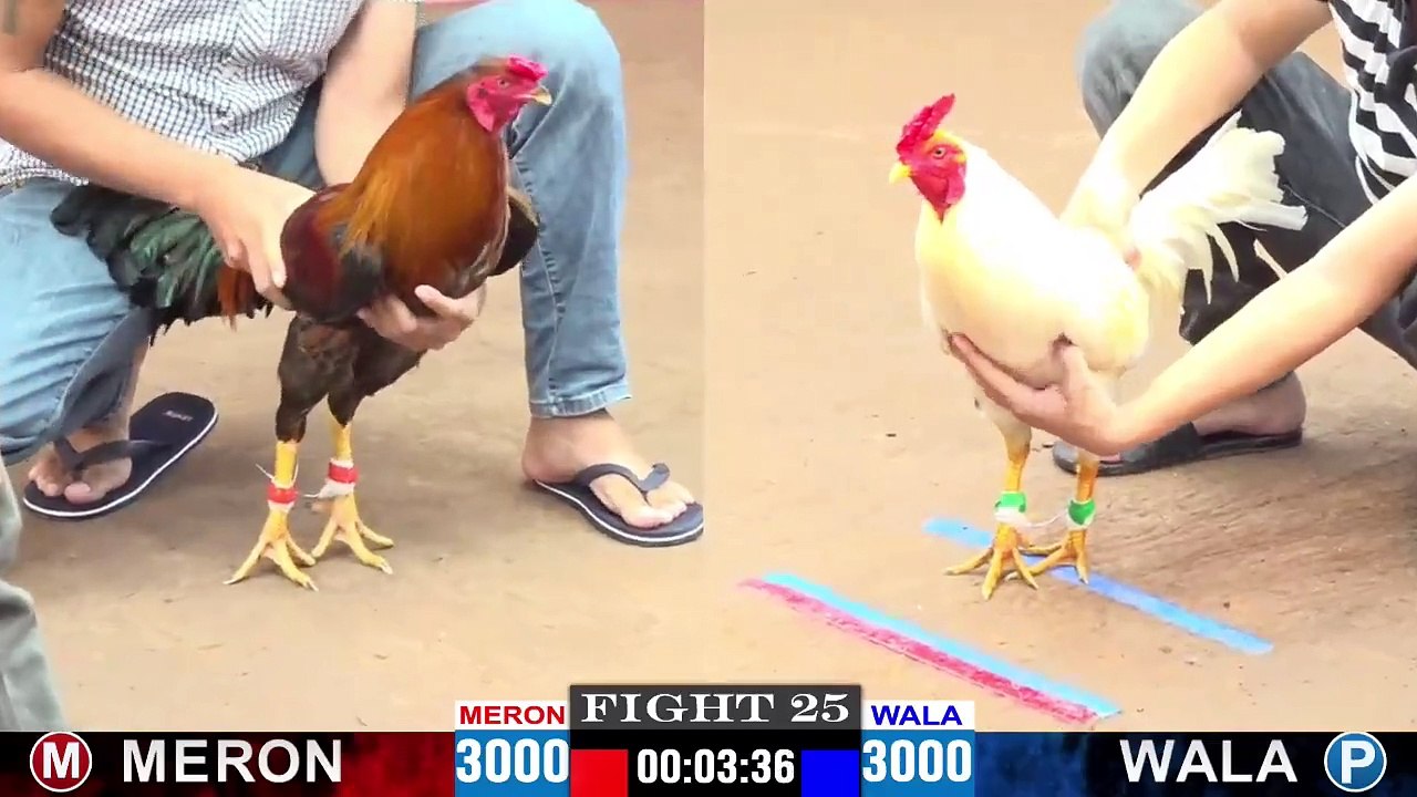 Đá Gà Trực Tiếp Hôm Nay Đá Gà Thomo, Đá Gà Campuchia HAY NHẤT