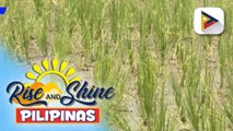 DA, nakapagtala ng higit P717K halaga ng pinsala sa agrikultura dahil sa El Niño