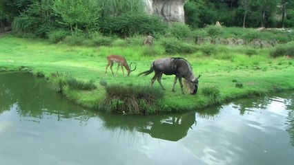 Unveiling the Wonders of Cincinnati Zoo's Animal Kingdom