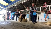 Sheep shearing contest pulls crowds to southeast NSW