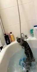 cat Cutest thing you'll see today