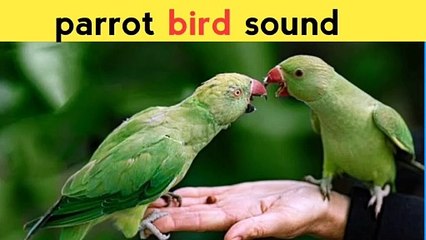Parrot bird sound | parrot | मै तोता मै तोता | mithu mithu