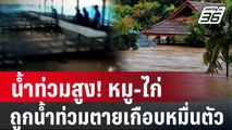 น้ำท่วมสูง! หมู-ไก่ ถูกน้ำท่วมตายเกือบหมื่นตัว  | เที่ยงทันข่าว | 26 ม.ค. 67