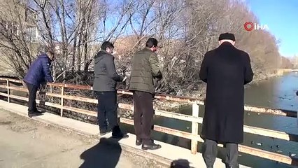 Sibirya’dan göç eden yeşilbaşlı ördekler Bayburt’u sevdi