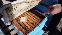 Küresel ısınma arıları da uyutmadı, tehlike kapıda