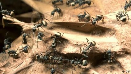 Aprender de las hormigas para evitar los atascos