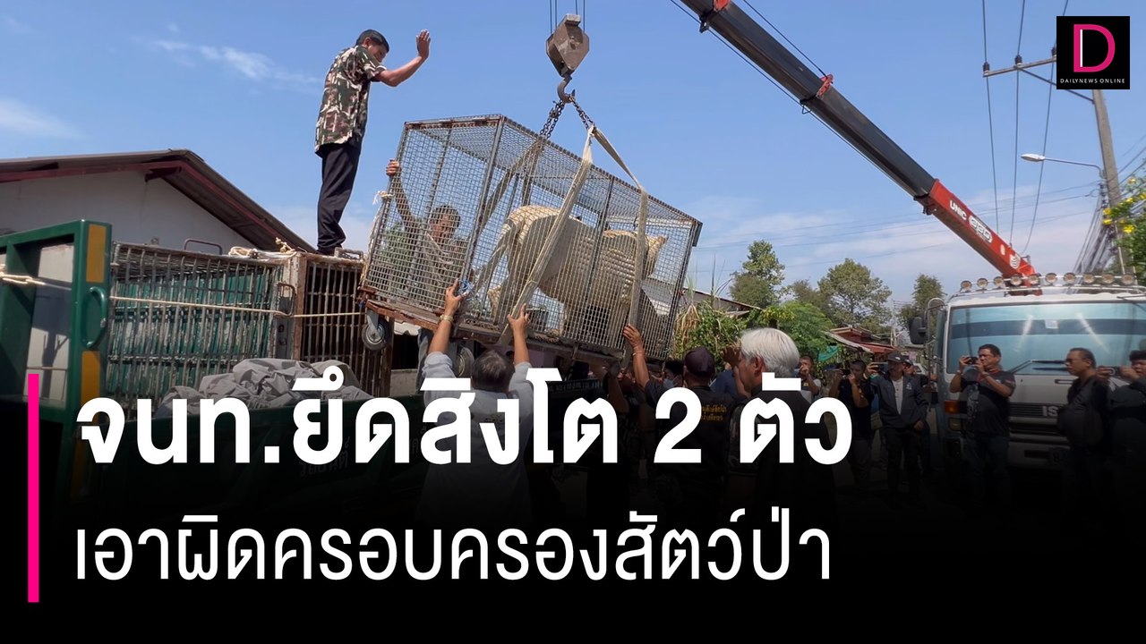 เจ้าของน้ำตาคลอ! จนท.ยึดสิงโต 2 ตัว  เอาผิดครอบครองสัตว์ป่า | HOTSHOT เดลินิวส์ 26/01/67
