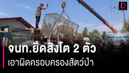 เจ้าของน้ำตาคลอ! จนท.ยึดสิงโต 2 ตัว  เอาผิดครอบครองสัตว์ป่า | HOTSHOT เดลินิวส์ 26/01/67
