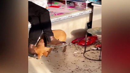 Funny Videos 2024  Cutest Cats and Dogs-non stop lauhting