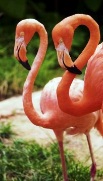 Flamingos