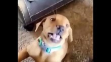 The FUNNIEST pet videos of 2024/ Best compilation