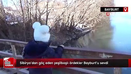 Rusya’dan göç eden yeşilbaşlı ördekler Bayburt’u sevdi