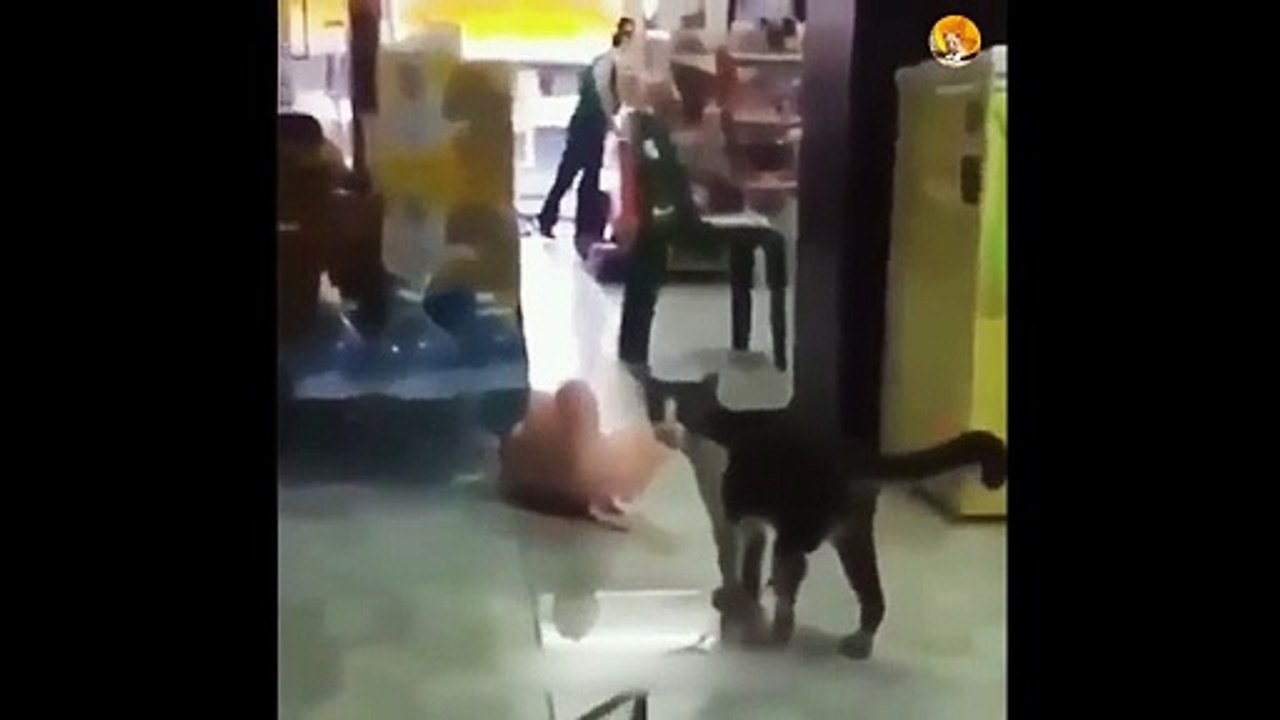 Cats fighting videos| cute cats fight 