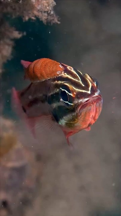 Parasitisme isopode et poisson !
