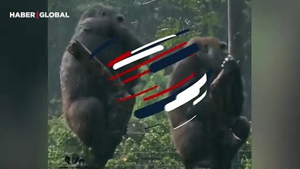 Kardeşini sinir eden goril kahkahaya boğdu: ''Dakikalarca uğraştı''