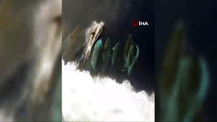 Yunus sürüsünün kuru yük gemisiyle oyunu kameralara yansıdı