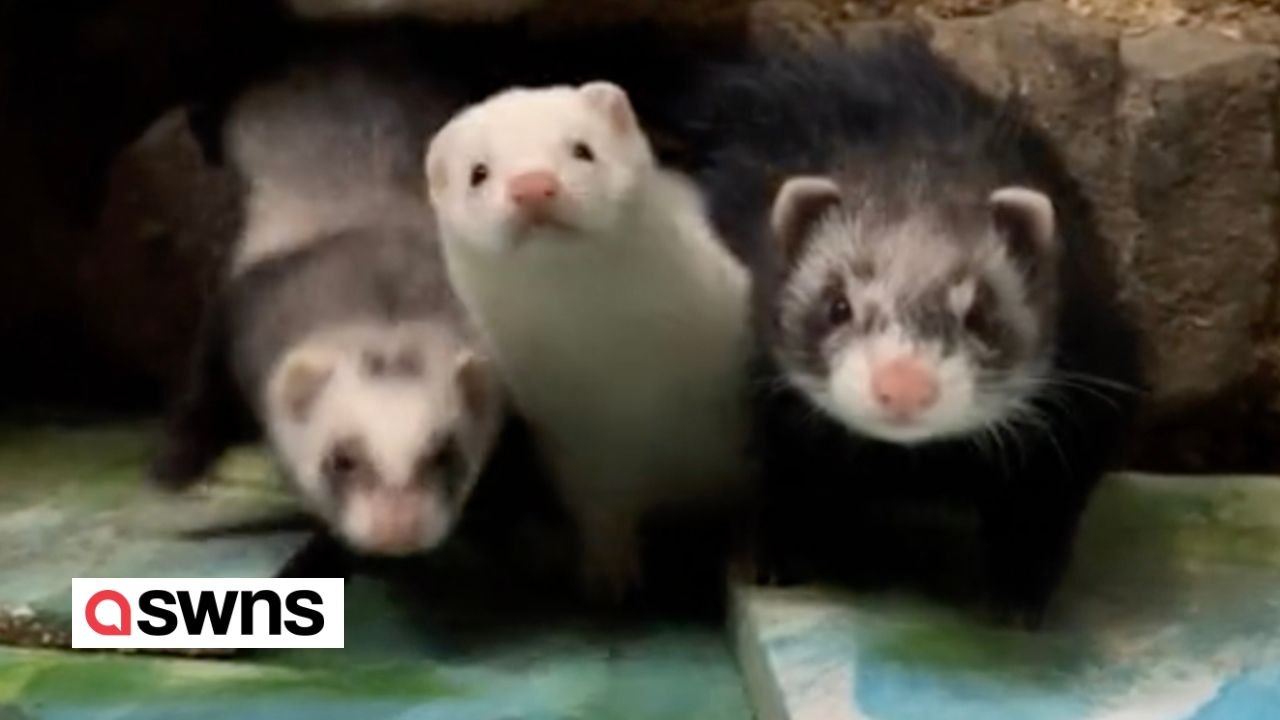 Frau hat 47 Frettchen, die in einer 'Frettchenvilla' mit Minibetten und Rutschen leben