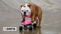 Hund bringt sich selbst das SKATEBOARD Fahren bei