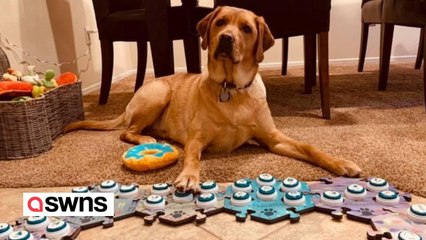 Genialer Hund hat gelernt, mit Hilfe des Soundboards zu SPRECHEN