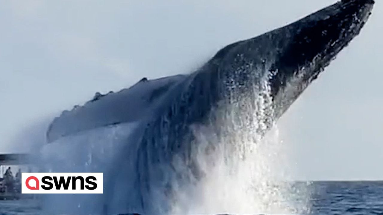 Buckelwale brechen kurz hintereinander vor der Küste von Hawaii