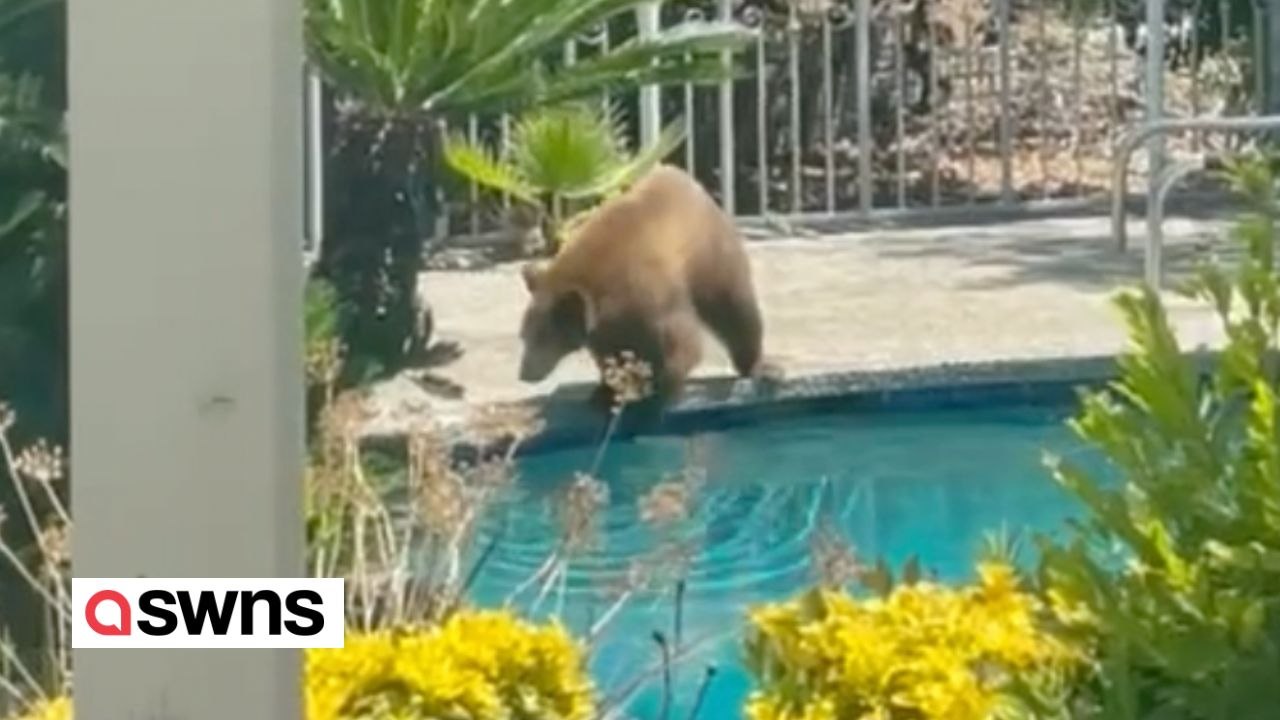 Riesiger braunbär geht in frauenschwimmbecken baden