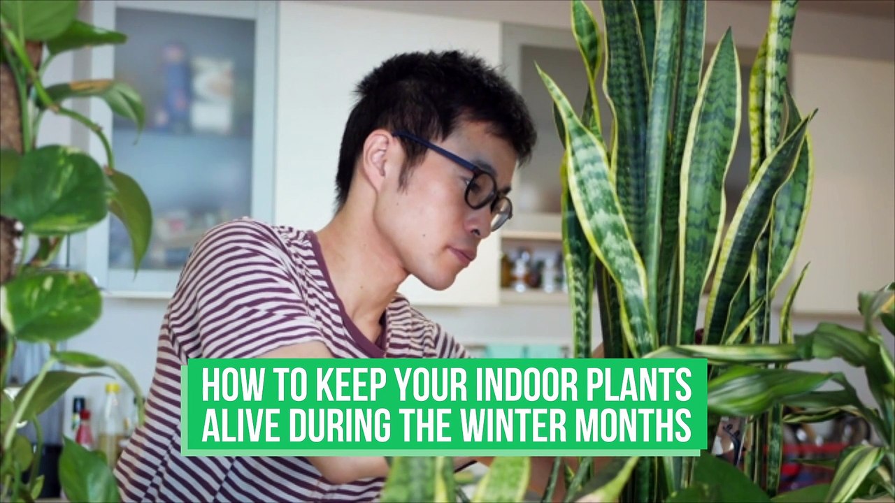 How to Keep Your Indoor Plants Alive During the Winter Months - video ...