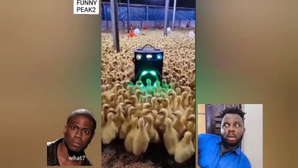 WATCH: Chicks dancing to music at farm house