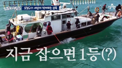 [#도시어부5] 참돔 사이즈 실화냐ㅋㅋ 오늘도 짠내 나는 상욱의 운명 #주상욱 #참돔