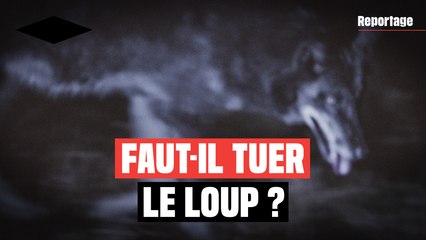 Comment nous pouvons cohabiter avec les loups
