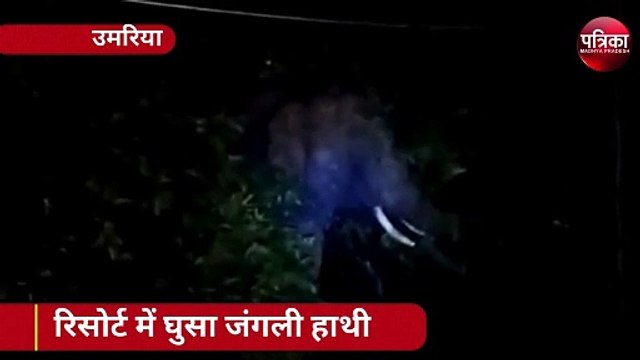 Video : रिसोर्ट में घुसा हाथी, मैनेजर को उठाकर पटका