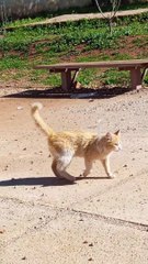 قطط جميلة#قطط الشوارع#قطط حزينة