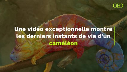 Une vidéo exceptionnelle montre les derniers instants de vie d'un caméléon