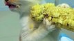 cat eating corn excitedly| so cute cats| cutest cats