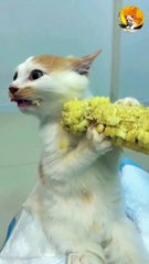 cat eating corn excitedly| so cute cats| cutest cats