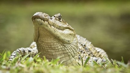 Los Caimanes Se Congelan Para Sobrevivir Al Frío En EE.UU.