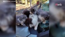 Video: Salvano 5 gattini abbandonati. Poco dopo ritornano indietro perché c'è ancora bisogno di loro