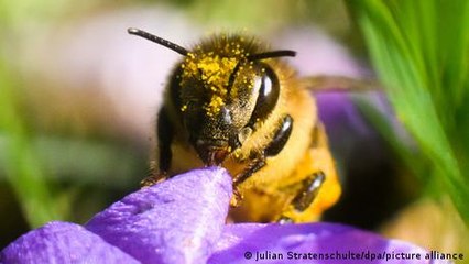 The Perfect Garden for Bees with AI