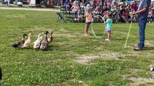 Border Collies Herd Ducks Through Hula Hoop