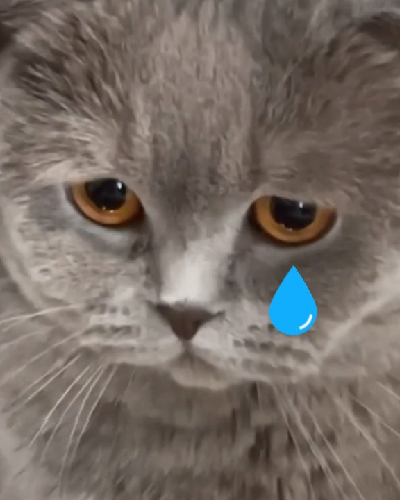 Guilty Cat Pulls Sad Face After Breaking Mirror!