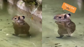 Capybara 'Dances' in the Water!
