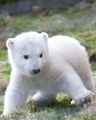 Adorable Polar Bear Cub Shows Him Taking His FIRST STEPS OUTSIDE