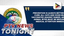 DOH reports 7 human rabies cases, records a 63% rise