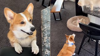 Cheeky Corgi Gets Help From Cat ‘Brother’ To Steal Treats From KITCHEN COUNTER!