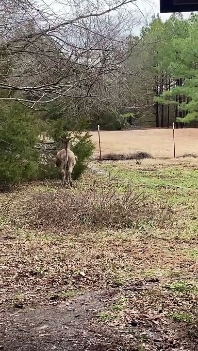 Donkey Plays With Squeaking Rubber Chicken