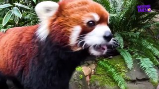 Elderly Red Panda Enjoys an Adorable Snack!